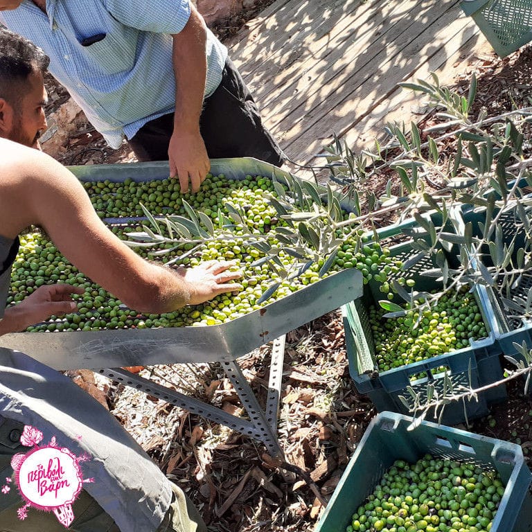two men lying green olives on metal panel from crates at 'The Orchard in Vari'